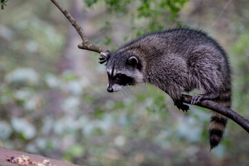 Raccoon on a Branch