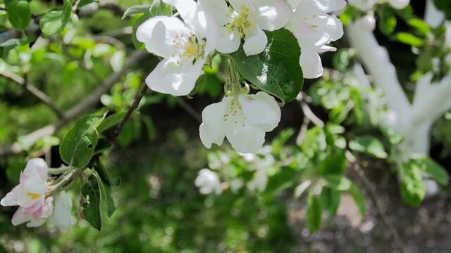 Closeup video of bea collecting pollen from apple tree flower