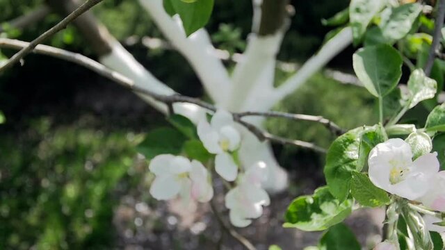 Closeup slow motion video of blossoming flowers on apple tree at orchard