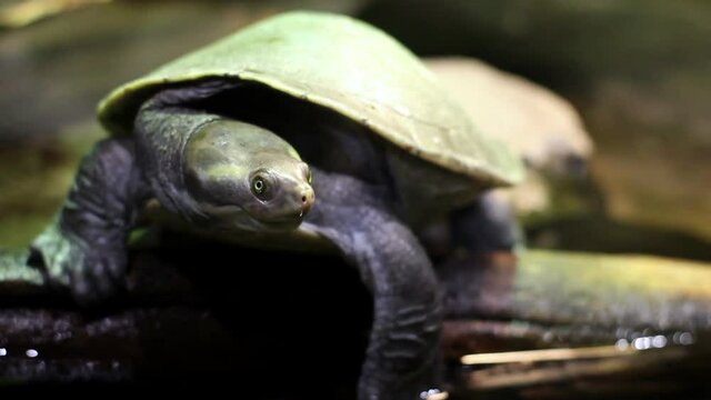 Close up of large american snapping turtle sitting on log in an indoor pond