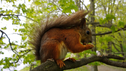 Bright brown squirrel gnawing on a nut while sitting on a tree branch. Selective focus