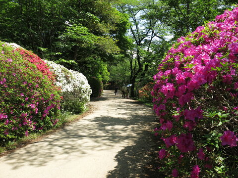 ツツジが咲く野田市の清水公園