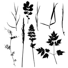 Set of plants and leaves silhouettes