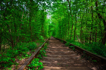 a railway in the spring forest tunnel of love