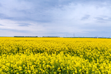 Obraz premium Field of Yellow. A field of sunflowers