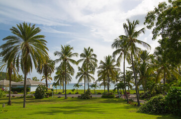 Fototapeta na wymiar Antigua, Caribbean islands, English Harbour. Idyllic tropical palm garden in the the Freeman’s bay 