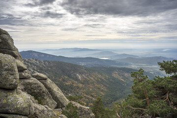 Naklejka premium Scots pine forest in Siete Picos (Seven Peaks) range, in Guadarrama Mountains National Park, province of Madrid, Spain