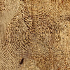 Fototapeta premium texture of wood cut