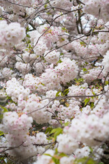 Beautiful tree blossoms