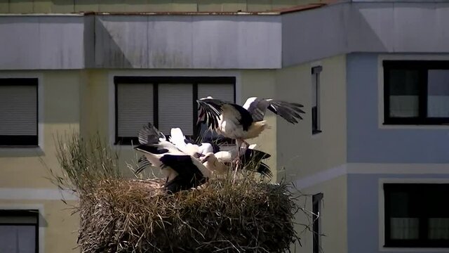 Ein Wei&szlig;storch landet mit Futter im Schnabel beim Nachwuchs im Nest