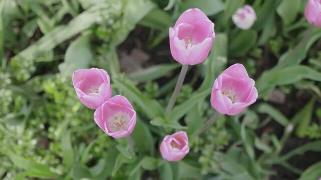 Fragile tulip flowers blossoming at sunny day. UltraHD stock footage.