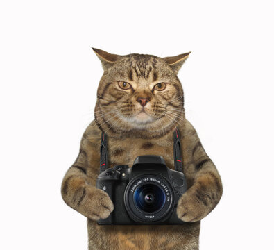 The cat photographer is holding a photo camera. White background.