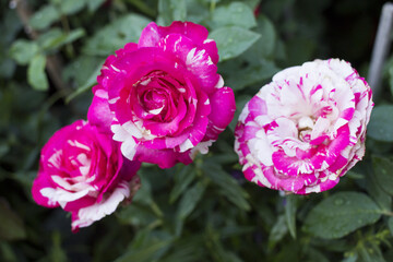 Blur pink rose in garden.