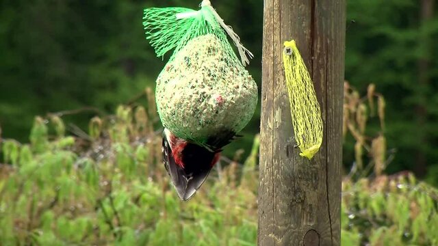 Der Schnabel des Buntspechtes ist vollgef&uuml;llt mit St&uuml;cken vom Meisenkn&ouml;del (Gro&szlig;aufnahme)