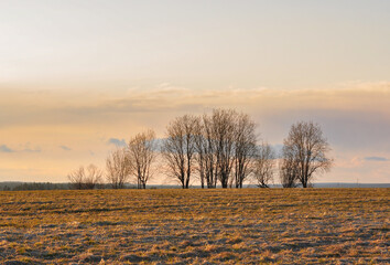 Trees in the field on the top of the hill. Nature landscape in sunset light