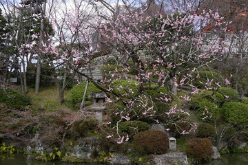 春の京都　桜　梅　日本庭園　庭