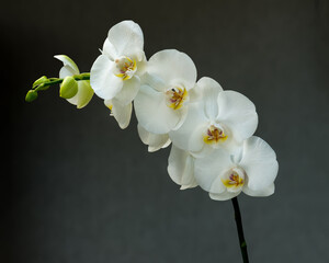 Delicate orchid branch blossoming with large white flowers on gray background. Blooming twig of Phalaenopsis orchid flower. © ulzanna