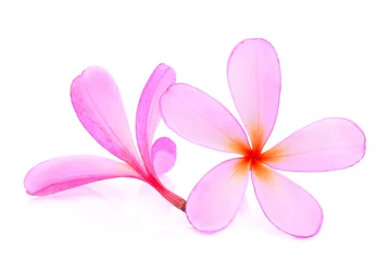 Foto auf Acrylglas Frangipani frangipani or plumeria (tropical flowers) isolated on white background