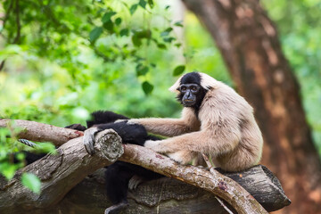 Gibbons.