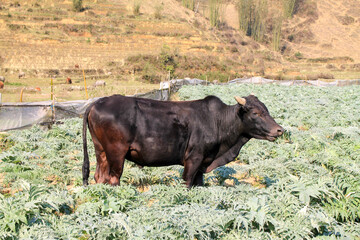 Cow resting in cabbage field in Sapa, Vietnam
