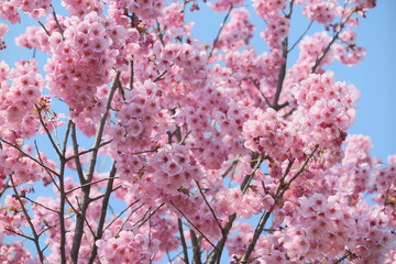 公園の近くの川原に咲く春の花の風景4