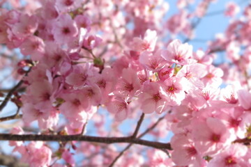 公園の近くの川原に咲く春の花の風景2