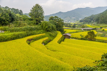 棚田の秋の実り