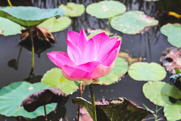 Lotus in pond.