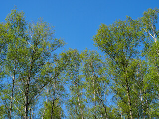 Trees with young foliage against the blue sky.