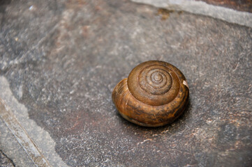 Snail walking in the park ,after raining day