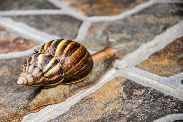 Snail walking in the park ,after raining day