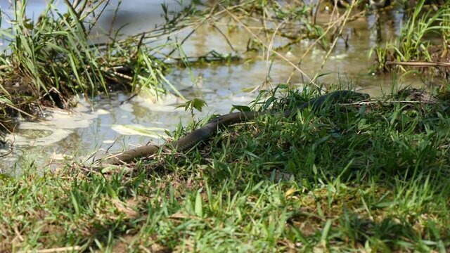 Grass Snake (Natrix Natrix) resting in the warmth. The Grass snake, also called Water snake or Ring snake in the reed in a wetland.