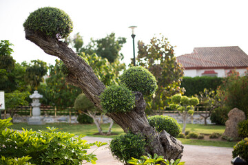 Fototapeta na wymiar Typical oriental plants in oriental garden