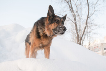 Dog german shepherd on snow