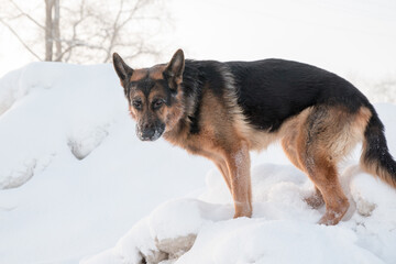 Dog german shepherd on snow