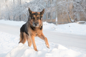 Dog german shepherd on snow