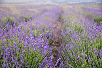Blooming lavender bush flowers field