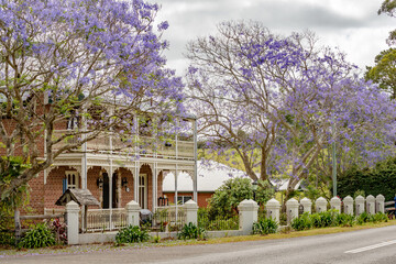 Fototapeta na wymiar Jacaranda trees in full bloom outside of a beautiful Victorian house in South Australia.