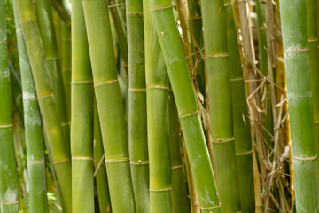 Bamboo shoots growing in Australia.