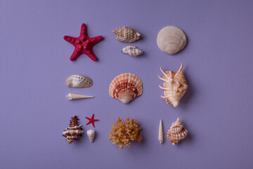Beautiful seashells in composition