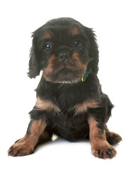 puppy cavalier king charles