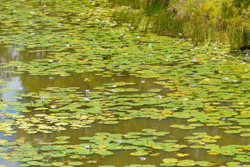 Water lilies growing in a pond in Australia.