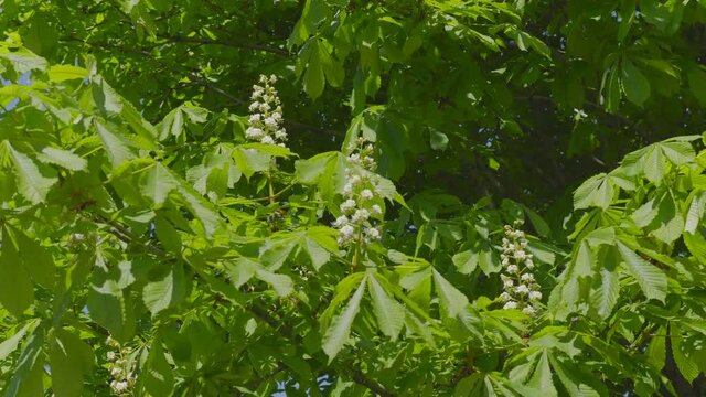 Spring blooming chestnut branch on wind tree green leaves. UltraHD stock footage.
