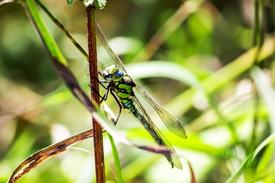 A dragonfly sits on the stem of a plant