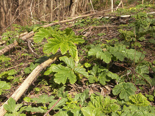 Sosnowsky hogweed (Heracleum sosnowskyi) stems and leaves in spring