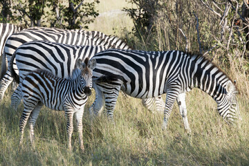 Fototapeta na wymiar Zebra Okavango Delta Botswana