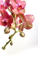 violet orchid flower on blurred background