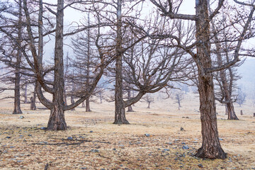 bare trees of autumn forest on hills in foggy morning
