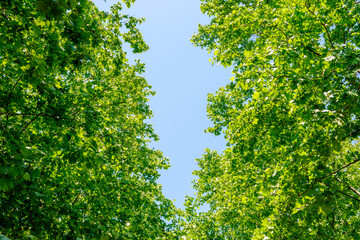 新緑の木々と青空