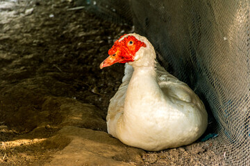 The Muscovy or Barbary Duck, Close up muscovy duck